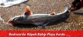 Bodrum Da Kopek Baligi Plaja Vurdu Bodrum Gundem Bodrum Haber Gazeteleri Guncel Son Dakika Yerel Haber Bodrum