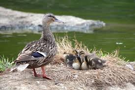 If there are no barriers more than a foot high to prevent the baby ducks from leaving, it's probably a normal situation. Make Way For Ducklings Wildcare