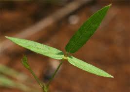 Image result for Vigna vexillata