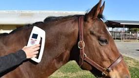 Equine Microchips | School of Veterinary Medicine