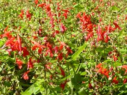 Image result for Salvia coccinea