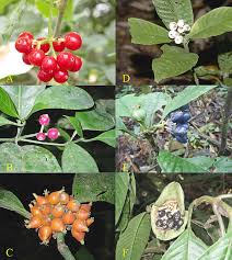 Image result for Psychotria eminiana
