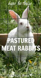 How To Raise Pastured Meat Rabbits The Paleo Mama Meat Rabbits Rabbit Farm Raising Rabbits For Meat