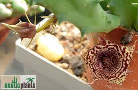 Image result for Huernia volkartii
