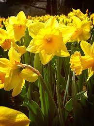 I Hope Spring Comes Soon Daffodils Planting Daffodils Yellow Daffodils