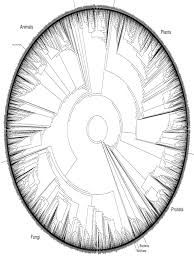 Image result for Englerina concinna