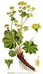 Image result for Alchemilla johnstonii