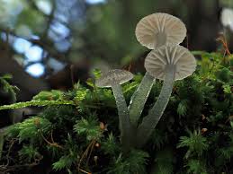 Image result for Monanthotaxis buchananii