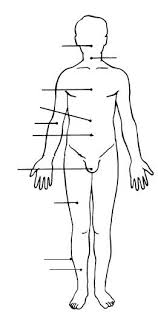 Body is erect, feet together, palms face forward and the thumbs point away from the body. Print Exercise 1 The Language Of Anatomy Flashcards Easy Notecards
