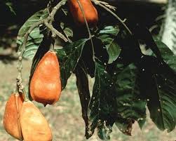 Image result for Blighia