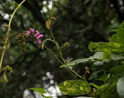 Image result for Canavalia africana