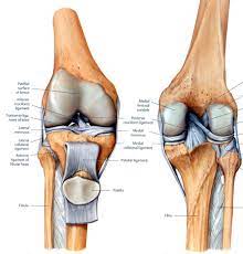 This hd wallpaper knee diagram tendons has viewed by 709 users. Get Knee Deep In Knee Knowledge Yoga For Knee Rehab And Prehab Yoga For Knees Yoga Anatomy Knee Exercises
