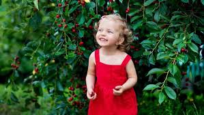 Here are the apple orchards in the new york area offering apple picking, their modified hours and reservation policies, and everything else you'll want to know about safely going. Z3dnstqofnwtam