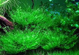 Nah, jenis tanaman aquascape biasanya membutuhkan co2 untuk berfotosintensis. Jenis Tanaman Aquascape Yang Tidak Memerlukan Co2 Bibitbunga Com