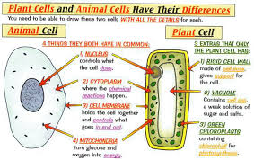 Animals cells are eukaryotic cells and are the most basic unit of animals. Illustrate Only A Plant Cell As Seen Under Electron Microscope How Is It Different From Animal Cell Brainly In