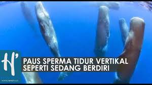 Paus sperma ini berada di perairan dangkal dan 4 dipastikan masih hidup, tulis bdmlr di facebook, kamis (24/12). Kenapa Paus Sperma Tidur Berdiri Youtube