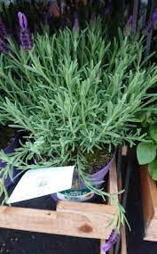 How often to water plants indoors depends on your houseplants and growing conditions. Why Is My Lavender Plant Wilting How To Solve It Gardener Report