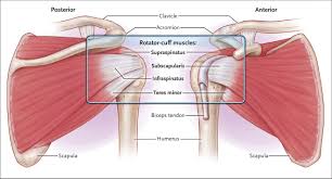 Image result for Rotator Cuff Rupture