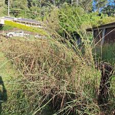 Image result for Dichanthium aristatum