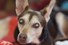 To most dog owners, cloudy eyes usually mean that their dog has cataracts. Dog Cataracts Causes Signs Treatment Best Friends Animal Society