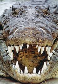 Black And White Tegu Lizard Sc Online Browsing National Geographic S Greatest Places Part 2 Nile Crocodile Animals Crocodiles
