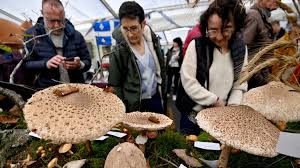 Fêtes de France: Scandale! Milliardaire d'Extrême Droite Derrière le Label? - Imagen principal del artículo