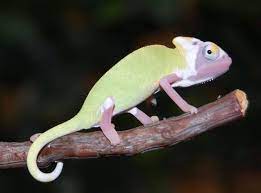 High White And Translucent Veiled Chameleons For Sale Buy Translucent Veiled Chameleons Fl Chams Veiled Chameleon Chameleons For Sale Chameleon