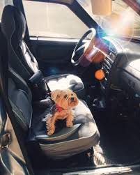 In Education Begs For Delicious Dog Gifts Yorkshire Terrier Home Appliances