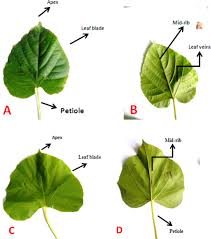 Image result for Cissus rubiginosa