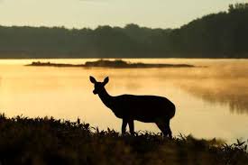 Dusk Or Dawn Whats The Best Time Of Day To Hunt Deer