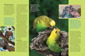 How To Make Baby Budgie Food Organic Food