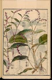 Image result for Persicaria hystricula