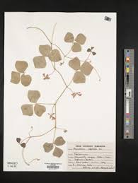 Image result for Rhynchosia albissima
