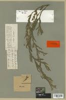 Image result for Stipularia