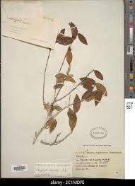 Image result for Strychnos henningsii