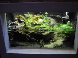 Fire Belly Newt Tank Setup Google Search Aquarium Landscape Aquarium Reptile Room