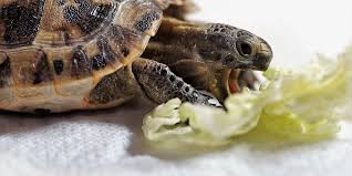 We did not find results for: The Slow Down On Turtle Tortoise Care