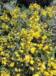 Image result for Acridocarpus natalitius