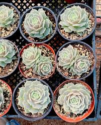 Rare Succulent: Imported Korea Hybrid Echeveria Laura Live Plant Houseplant 