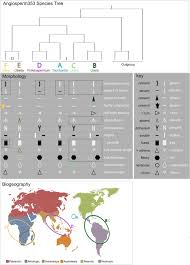Image result for Scepocarpus hypselodendron