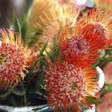 Pin On Herbs Gardening