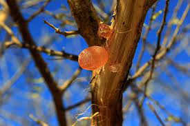 Cape gum egyptian thorn gum arabic tree gum acacia gum arabic india gum tree bablah pods acacia bambolah. Harvesting Gum Arabic In Sudan In Pictures Global Development The Guardian