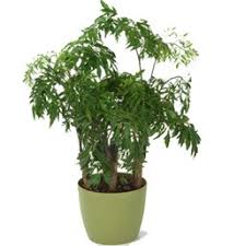 In warmer climates, ming aralia makes an excellent outdoor shrub. Aralia Costa Farms