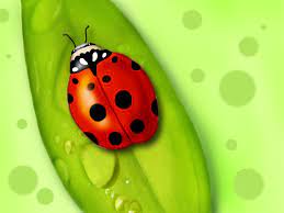 Ladybugs are also known as lady beetles or ladybird beetles. Pest Control Ladybug Pest Control Amarillo Texas
