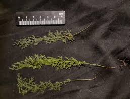 Image result for Polyphlebium