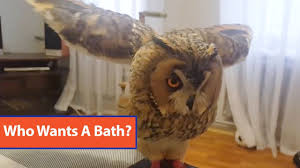 Baby owls taking a bath. Owl Takes Bath With Spray Bottle Youtube