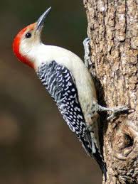 Brown Bird With Red Spot On Back Of Head North Carolina Woodpeckers Woodpecker Finches Bird Backyard Birds