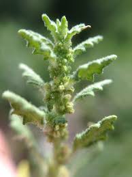 Image result for Dysphania pumilio