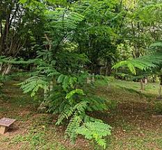 Image result for Heinsenia