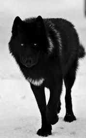 Silver Female Alpha Wolf Hybrid Animals Wolf Dog